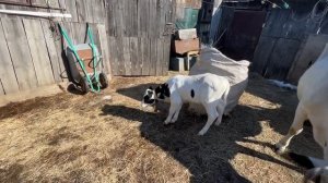 Телята впервые гуляют на улице