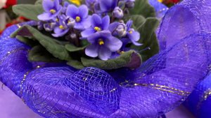 Упаковываю фиалку 💜💙 результат • идеи упаковки ФИАЛКИ 💜💙