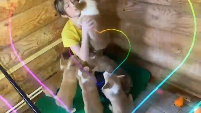 Щенки