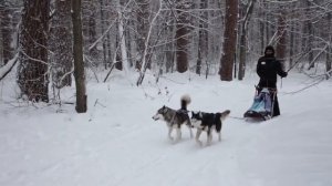 В гостях у Хаски! 06.01.2017