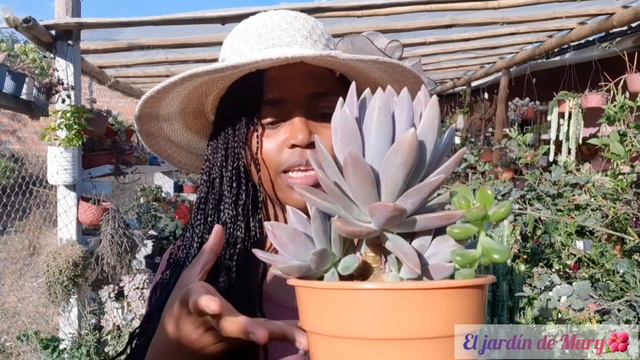 Graptoveria Mora | Te muestro mi secreto para tenerla super hermosa |El jardín de Mary🌺| Ecuador🇪🇨 смотреть онлайн