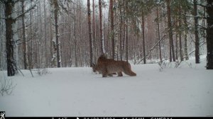 Семья рыси в Керженском заповеднике