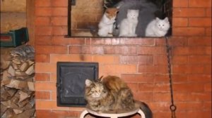 Привет, февраль!  Песня.