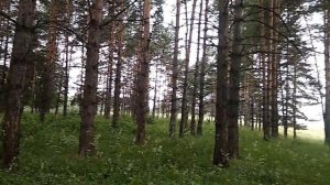 Природа  Западная Сибирь, окрестности Новокузнецка и Мыски