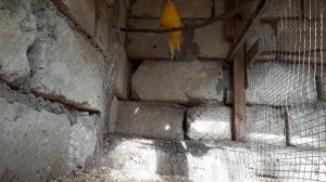 попугай какарик // секреты разведения-2 часть из 3...parrot, kakariki // the secrets of breeding-