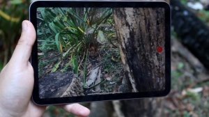 iPad Mini 6 Vs iPad Mini 5 Camera Comparison