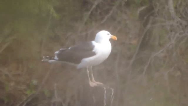 Морская чайка - Larus marinus