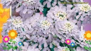 Иберис зонтичный Лилициана. Краткий обзор, описание характеристик iberis umbellata Lilitsiana