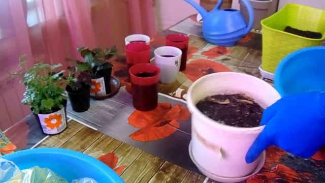 Калла - групповая посадка. Деление каллы