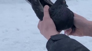 Питомник «Западный» Продажа +7 (909) 667-53-00