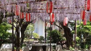 徳王神社の藤 2021.4.19　愛知県岡崎市