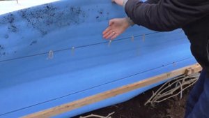 Виноград . Теплая и без снежная зима. Как зимует виноградная лоза.