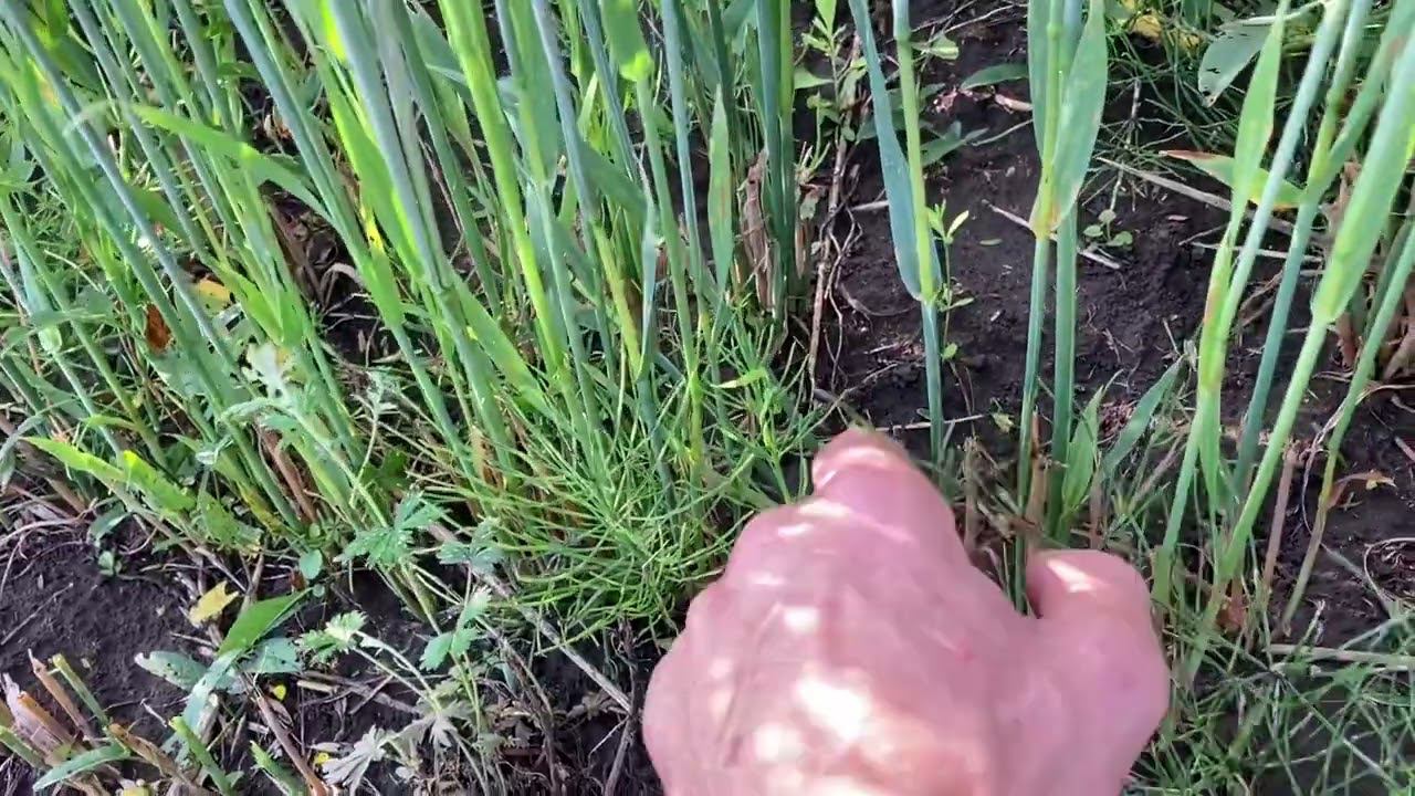 Овес - второй укос! смотреть онлайн