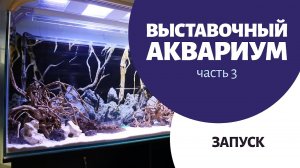 Выставочный аквариум 3. Запуск аквариума | Как запустить аквариум с внешним фильтром