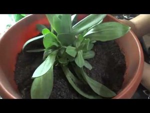 Эустома, она вовсе не однолетка. Зимовка после летнего цветения.