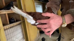 Николаевские голуби. Обзор красных и чёрных. Тел 8 (927) 263-86-69