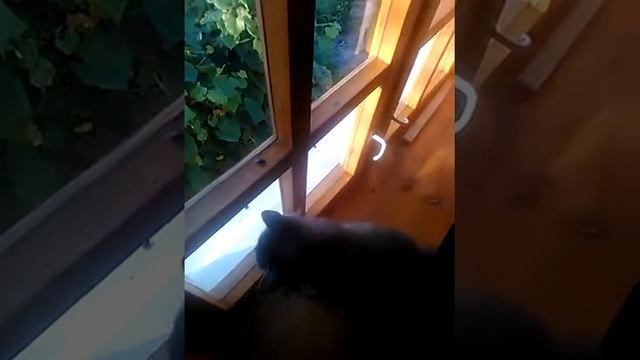 Кошка - мухоловка. смотреть онлайн