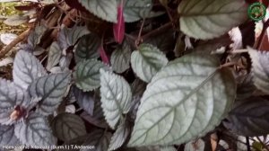 Hemigraphis Alternata (Burm.f.) T.Anderson | Ornamental Plants | 🇵🇦 Panama |