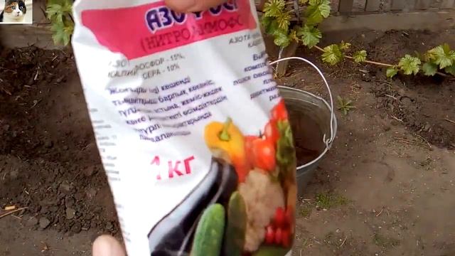Первая подкормка винограда весной минеральными удобрениями нитроаммофоской