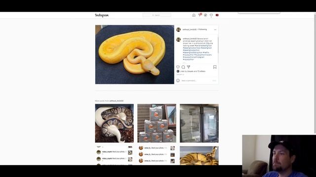 Desert Ghost Ball Python Morph Combos | Jack's Reptiles