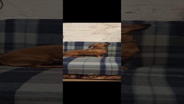 ТАКСА ИРИСКА ВДОХНОВЕННО ПОЁТ