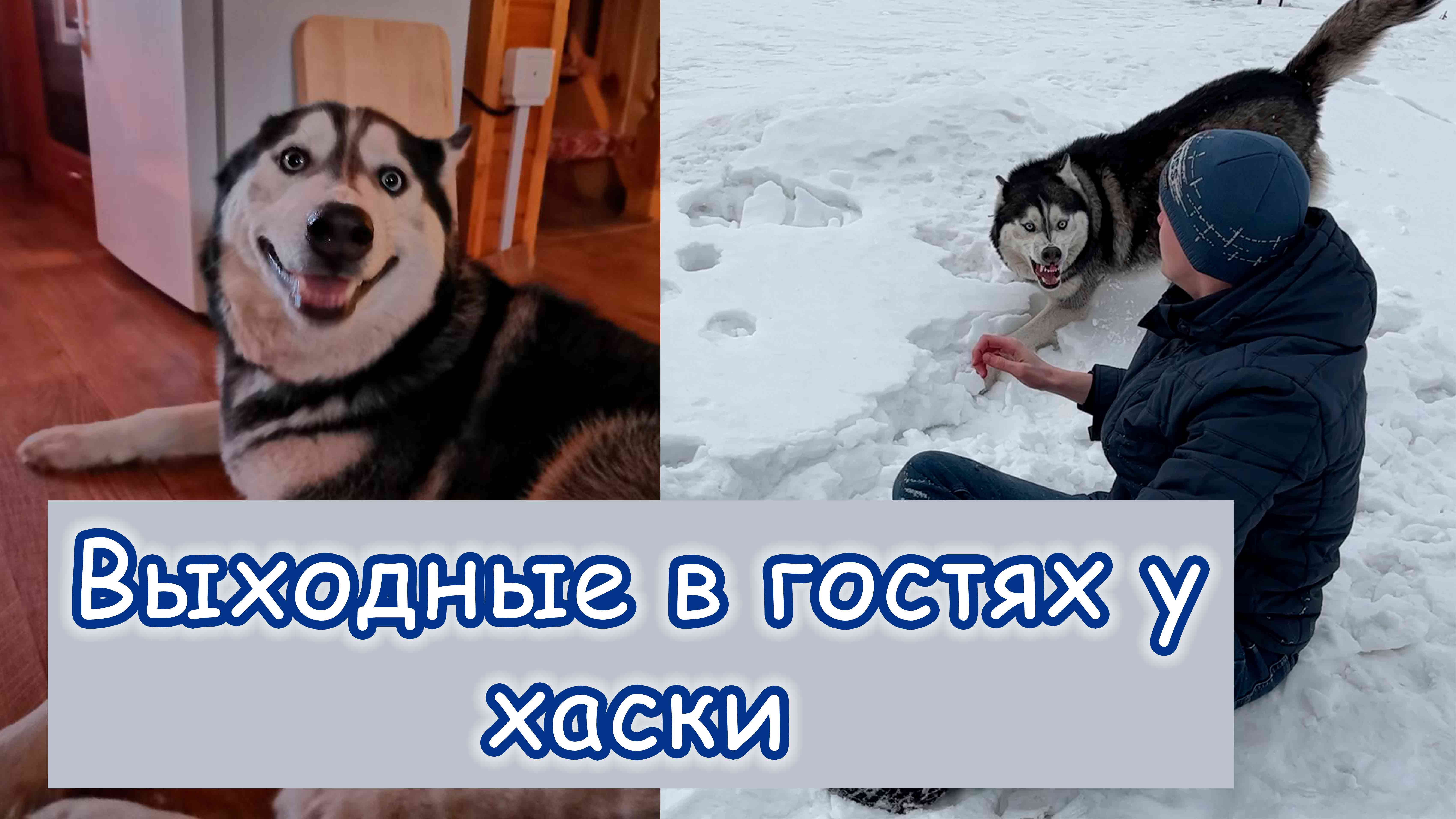 Жизнь с хасками. В гостях у хаски. В гостях у хаски Красноярск. Питомник в гостях у хаски Трудармейский. В гостях у хаски Трудармейский