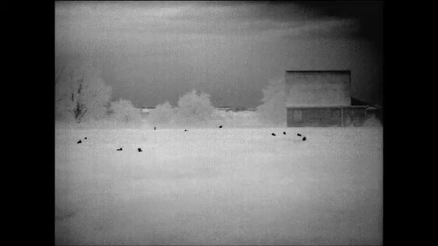 Fox shooting with Guide IR517 Thermal смотреть онлайн