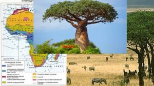 Природные зоны Африки. География 7 класс