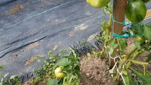 Томат Волчий клык 13.08.22