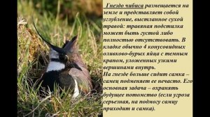Птицы, которые строят гнёзда на земле.