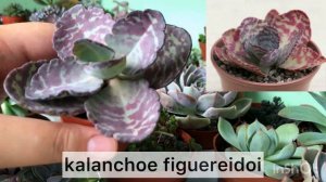 Суккуленты новинки. Продажа суккулентов. Август 2022