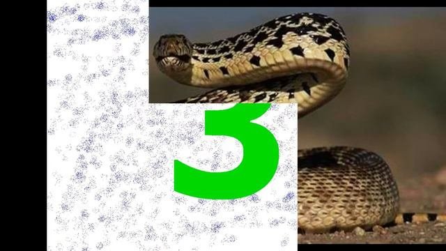 Топ 5 самых опасных жывотных
