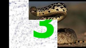 Топ 5 самых опасных жывотных