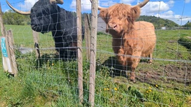 Highland Coos & Woolen Mill (In Scotland)