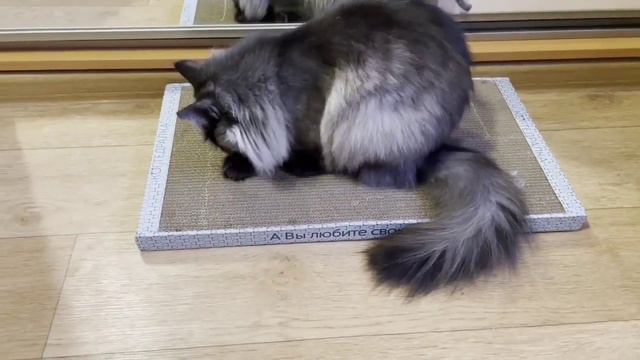 Лучшая когтеточка для сладкой парочки💞