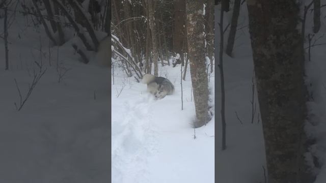 Маламут в лесу.