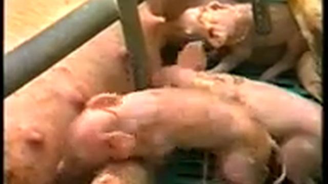 Низкие потери поросят - высокий доход предприятия смотреть онлайн