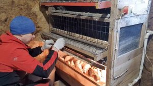 До какого возраста держать перепелов в брудере