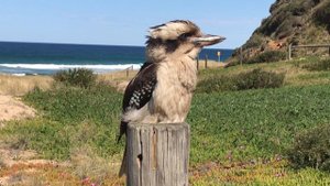 Кукабара (Kookaburra) на Garie Beach, Royal National Park, Сидней, Австралия
