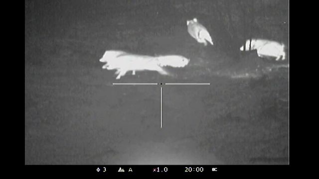 охота на кабана с тепловизором смотреть онлайн