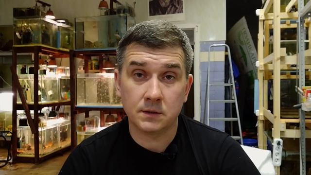 Как подготовить скалярий к нересту?
