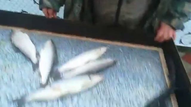 Больше сиговый чем осетровый смотреть онлайн