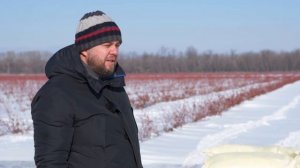 Голубика 2.0 # Подкисление почвы серой - профессиональная подготовка почвы под посадку.