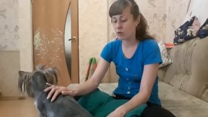 Собака беременна. 4 дня до родов. Шевеление щенят. Йорк