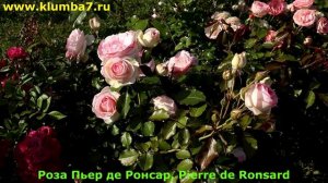 Плетистые сорта роз, с продолжительным цветением, самые неприхотливые!