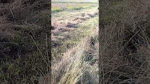 Грабли "Беляевские" гвв4-5к(2+3). Механические.