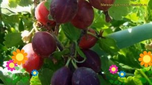 Крыжовник обыкновенный Северный капитан. Краткий обзор, описание ribes grossularia Severnyi kapitan