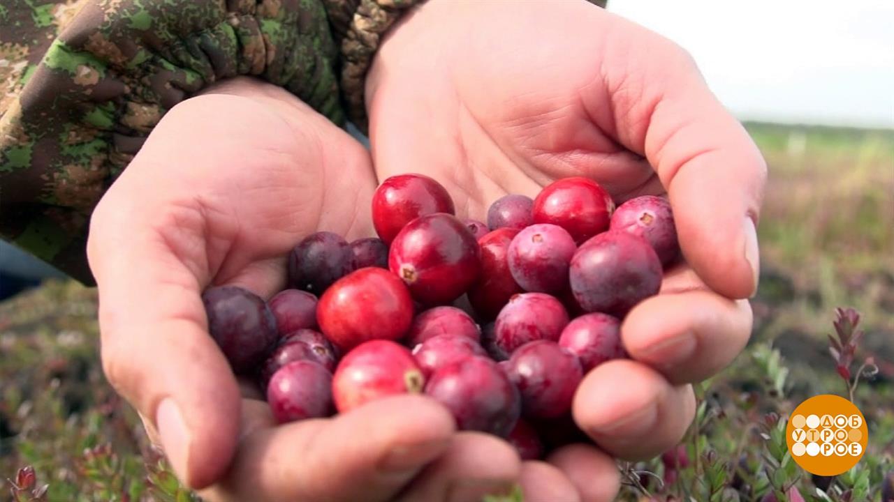 Сбор брусники. Где собрать в мордовии клюкву. Море клюквы. Клюква в ленобласти. Тайга ягоды и грибы.