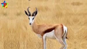 Животные африки для детей. Развивающая угадайка. Голоса животных.