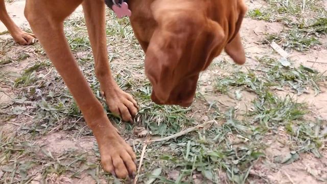 Выжла vs майский жук